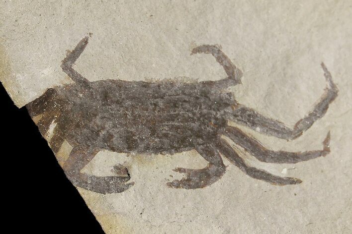 Partial, Miocene Pea Crab (Pinnixa) Fossil - California #177041